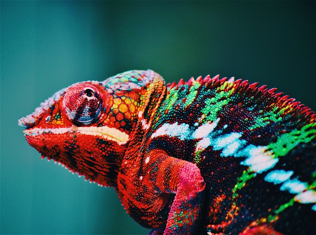 Cobra verde simbolizando transformação espiritual e sonhos